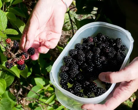 Wanted: Tasty Pastries to Utilize a Abundance of House-Made Jam