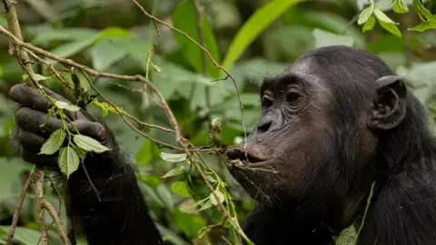 Apes Ingesting an Amount Equal of a Beer Daily from Overripe Produce, Research Reveals