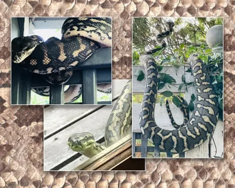 Embracing my Serpents in the Overhead Space: A Journey from Fear to Respect