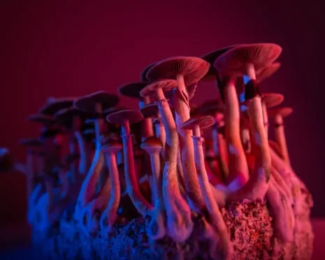 On Drugs by Justin Smith-Ruiu: A Philosophical Exploration into Consciousness Expanders