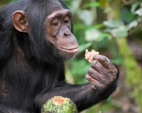 Apes Consume Everyday Alcohol Comparable to a Pint from Fermented Fruit