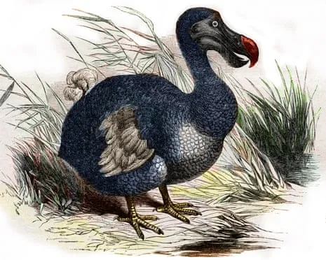 Researchers State They’ve Made a ‘Major Breakthrough’ in Bringing Back the Flightless Species for the Very First Occasion in 300 Years